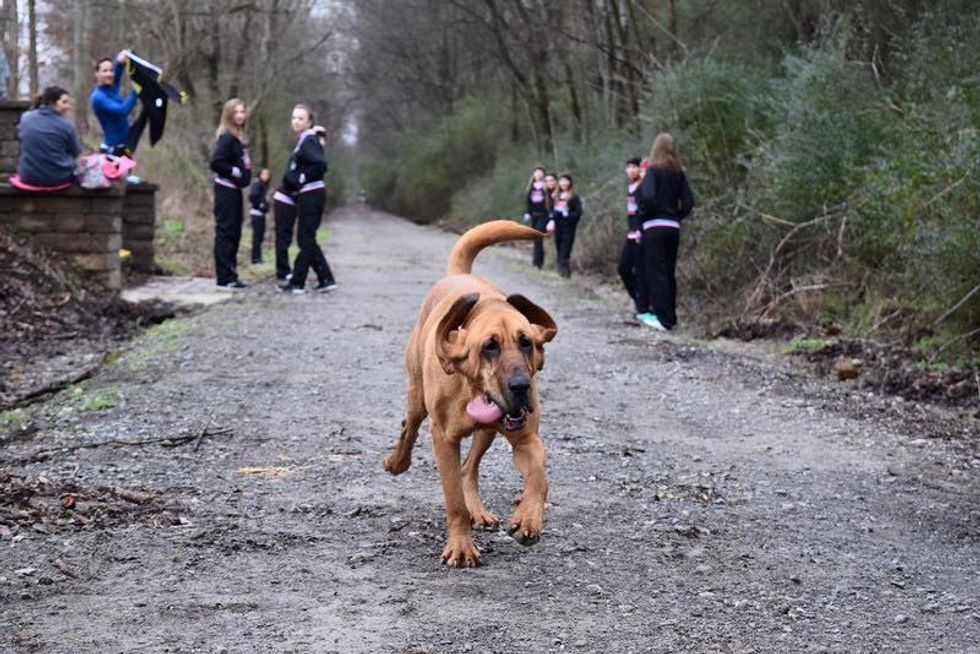 Woman Gets Online, Is Stunned to Learn Her Dog Just Finished Seventh in Half-Marathon