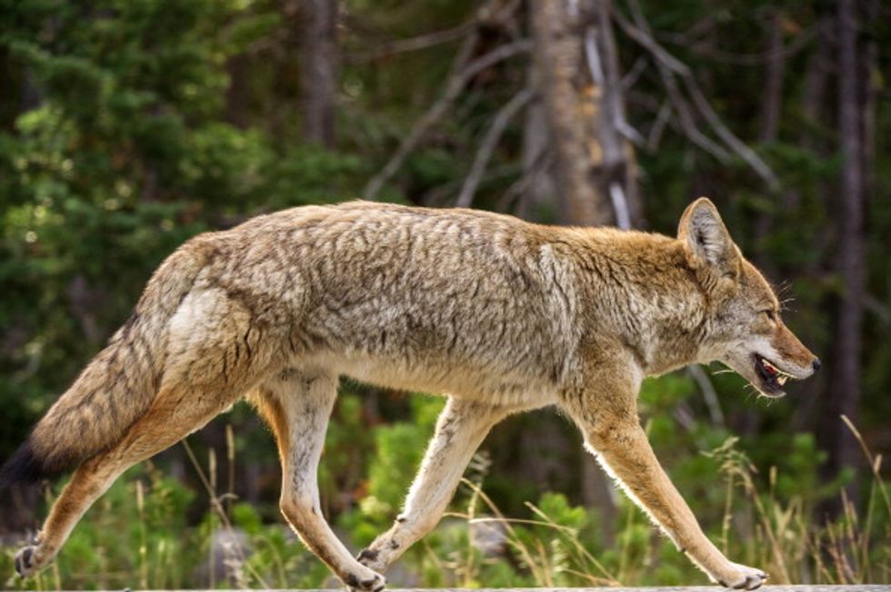 Officials Suggest Hallucinogenic Mushrooms as Potential Cause for Crazed Coyote Sightings