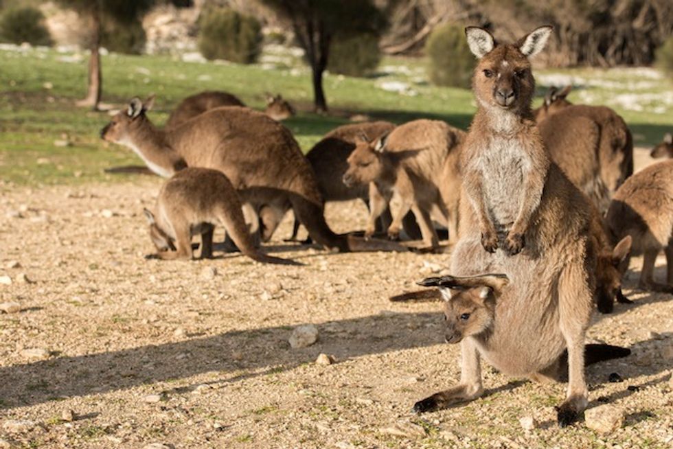 Muslim Teen Accused of Plotting a Terror Attack Involving an Islamic State Symbol and an Exploding Kangaroo