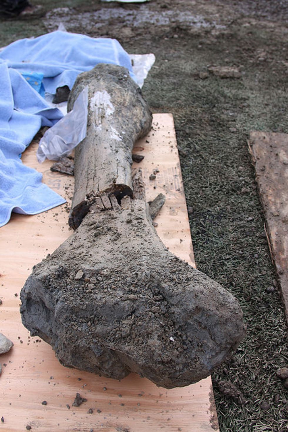 Unsuspecting Construction Crew Unearths Ancient Discovery Buried Beneath Oregon State University End Zone