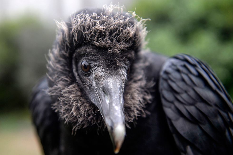 Watch: Environmental Authorities Attach GoPros to Vultures in Peru to Expose Lima’s Trash Problem