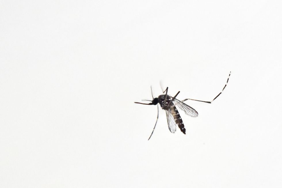10 New Zika Cases Identified in Florida, Likely Transmitted by Mosquitos: Governor