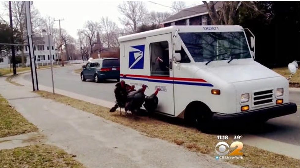 You're Not Going to Believe This': Audio Released After N.J. Mail Carrier Attacked by Wild Turkeys