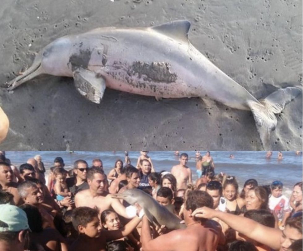 Dolphin Dies After Crowd of Tourists Passed It Around, Took Selfies With It