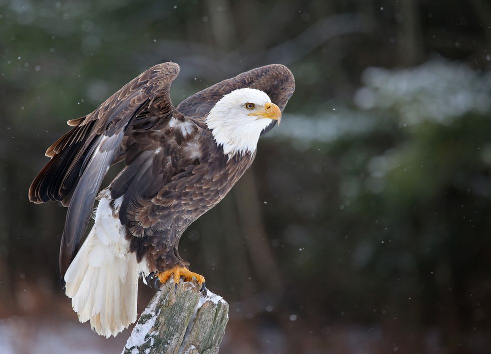Feds Investigate Mysterious Deaths of 13 Bald Eagles in Maryland