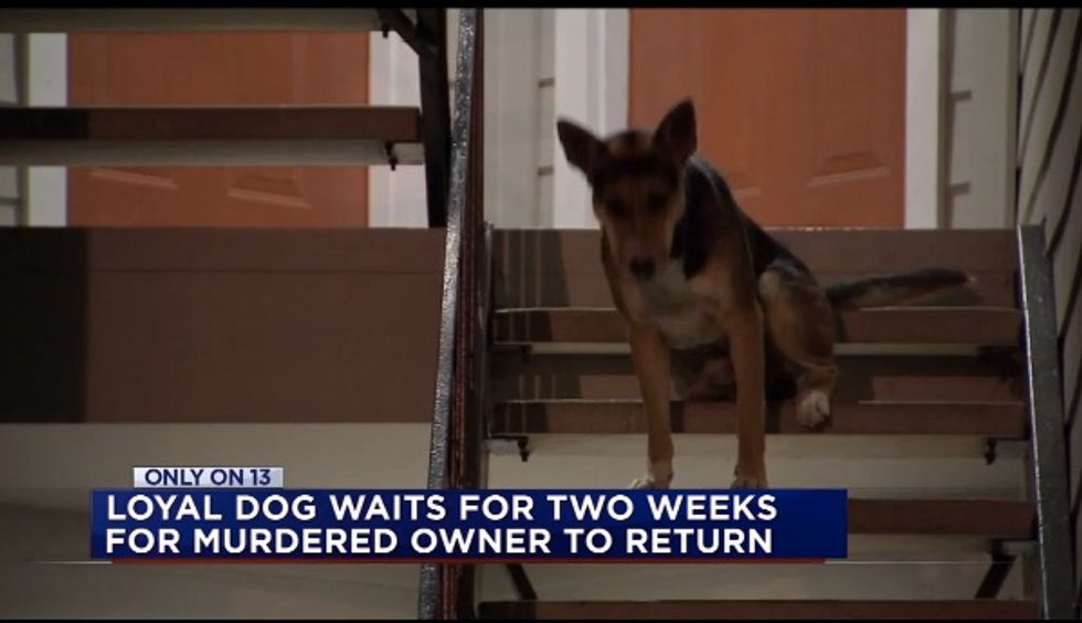 Faithful Dog Waited Weeks for His Murdered Owner to Return Home