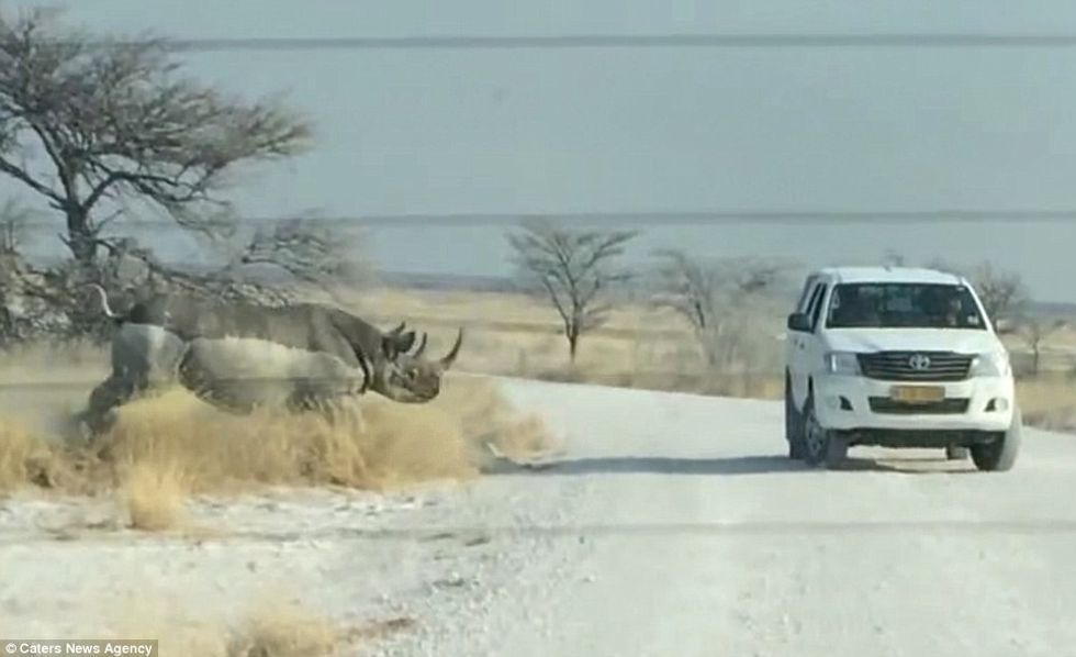 Video Shows the Moment 3,100-Ib. Rhino Violently Rams Tourists' Vehicle