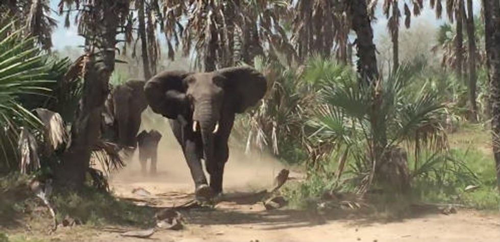 Sen. Jeff Flake Tweets Video Showing the Moment a Herd of Elephants Charged His Convoy During Trip to Africa