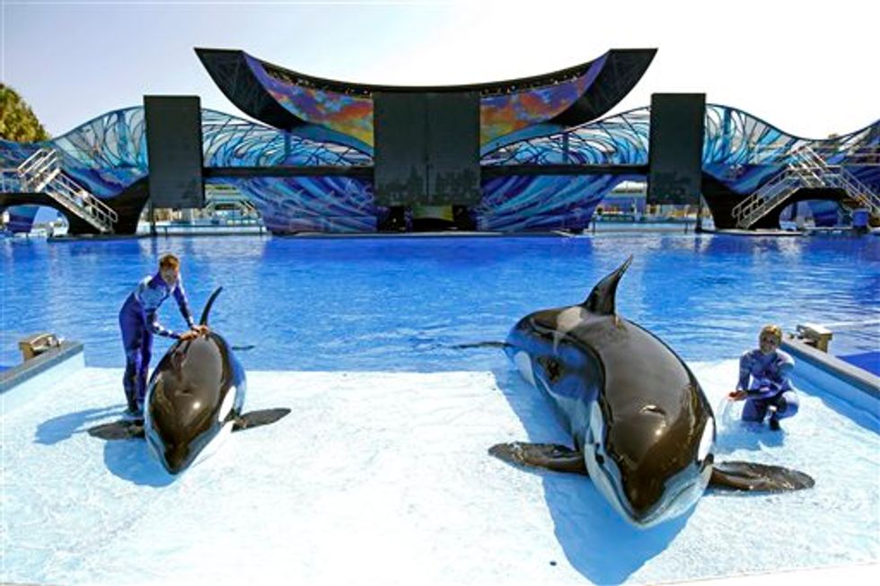 SeaWorld Acknowledges That Its Workers Infiltrated Animal Rights Groups; Vows to End Practice