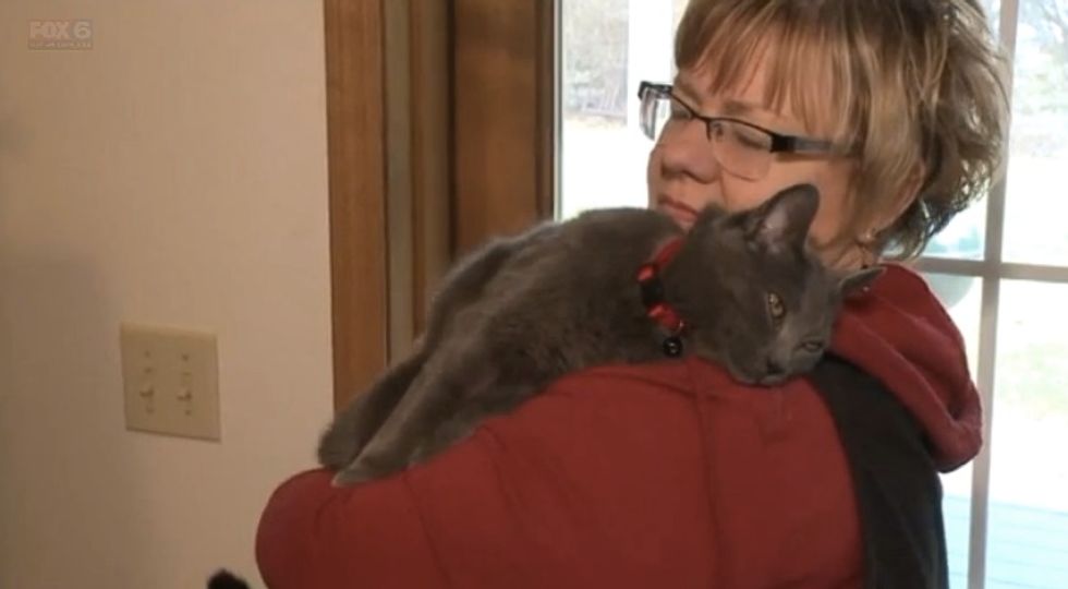 Watch: Cat Who Ran Away From Wisconsin Home Found in Florida