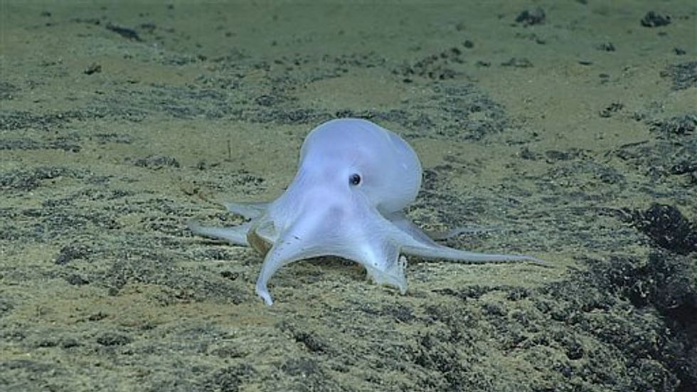 Scientists Discover Possible New 'Ghostlike' Octopus Species Near Hawaii