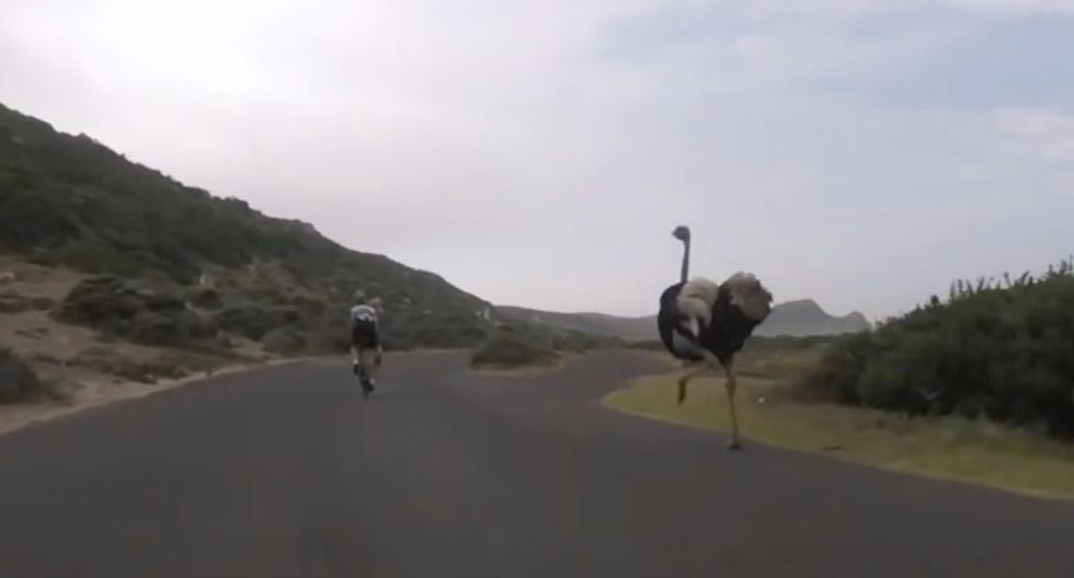 Ostrich Tries to Chase Down Cyclists
