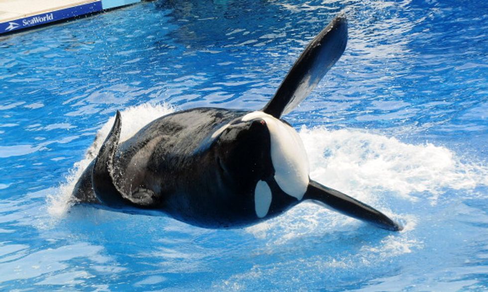 Current Generation of Killer Whales at SeaWorld Will Be Theme Park's Last