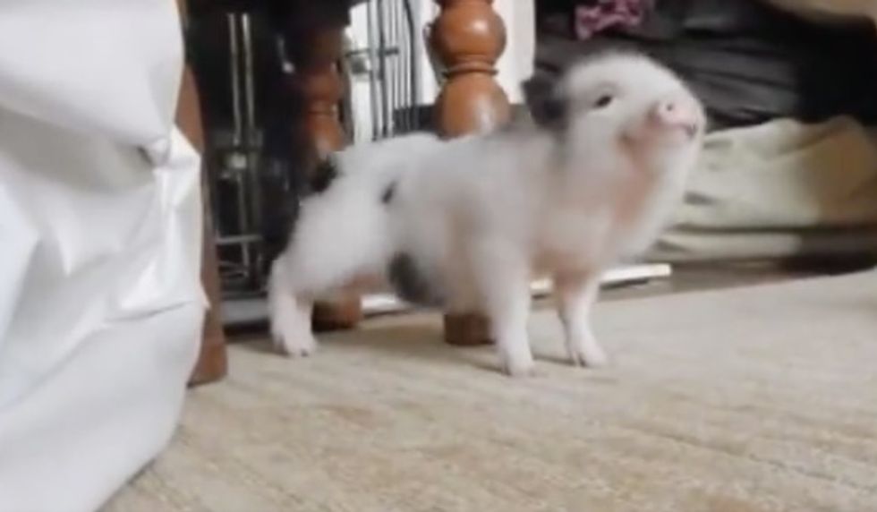 Video of a Baby Pig Dancing to Rihanna's Hit-Song 'Work' Is Everything