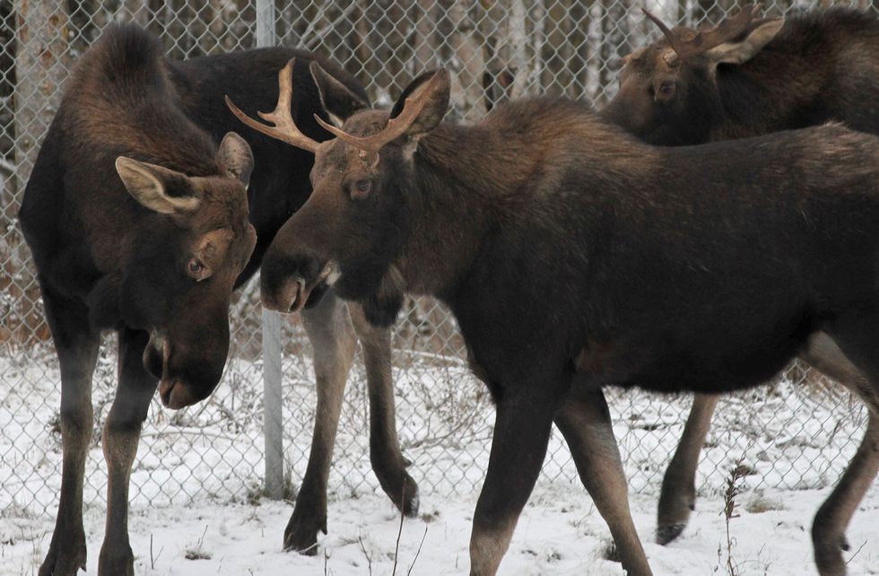 Alaska Moose Hunter Wins Round in SCOTUS Case Over Hovercraft Use 