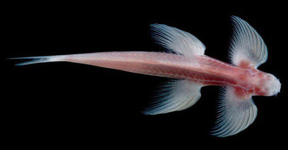 Researchers 'Completely Blown Away' by What Happened When They Put This Fish on Aquarium Wall