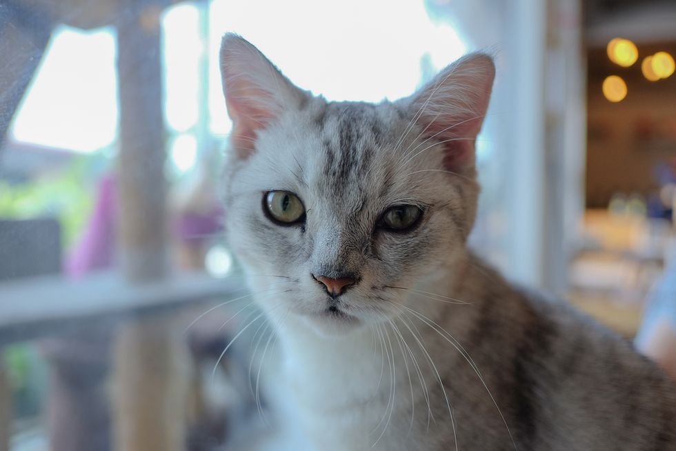 'Peak Cat Lady:' Writer Defends ‘Raising My Cats Gender-Neutral’ in Washington Post Op-Ed