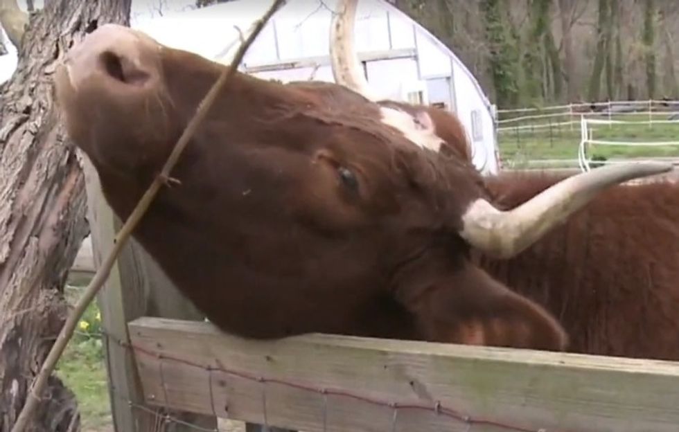 Farmer Says He's Getting Harassed, Threatened by Protesters Who Want to Save Cow He Raised to Feed His Family: 'They’re Trying to Tell Us How to Live\