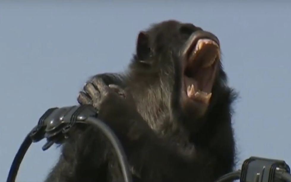 Chimpanzee on the Loose for Two Hours Before Zoo Workers Finally Catch Up to Him — in Quite the Precarious Spot