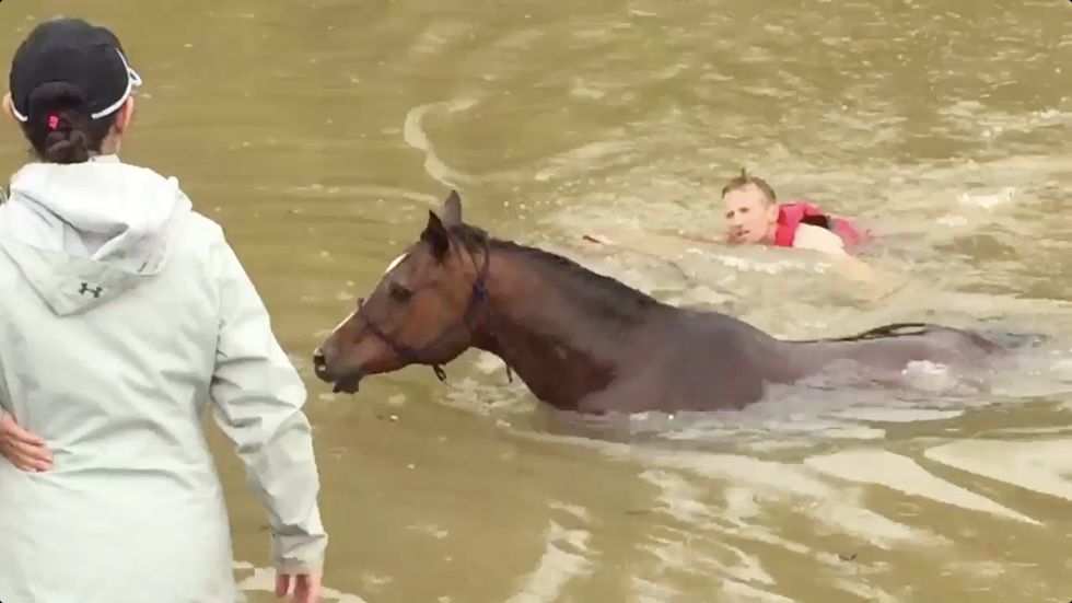 Local Residents Spend Hours Wading In Houston's Historic Flooding to Rescue Trapped Horses