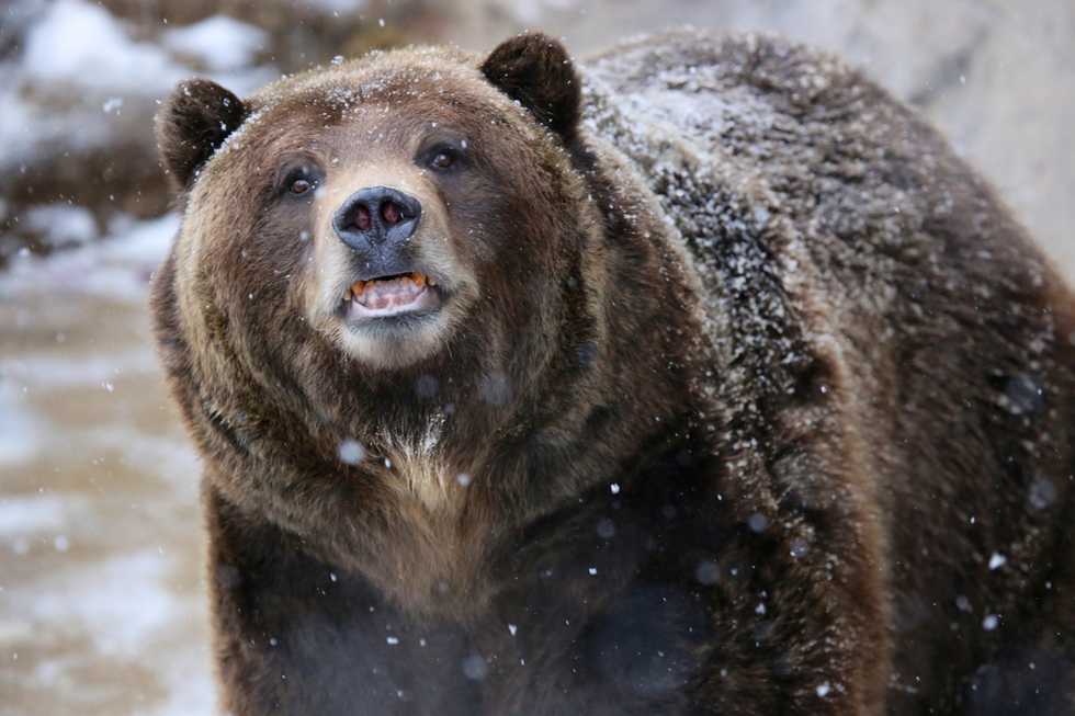 Alaska University Teacher Mauled by Bear During Wilderness Outing With Students