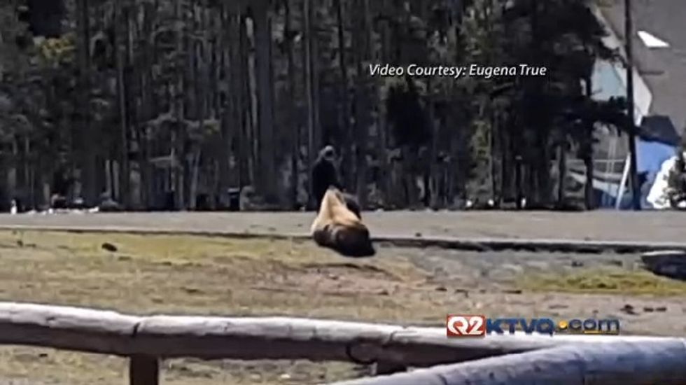 Is She Stupid?': Woman Caught on Camera Petting Yellowstone Animal Few Would Ever Dare Approach
