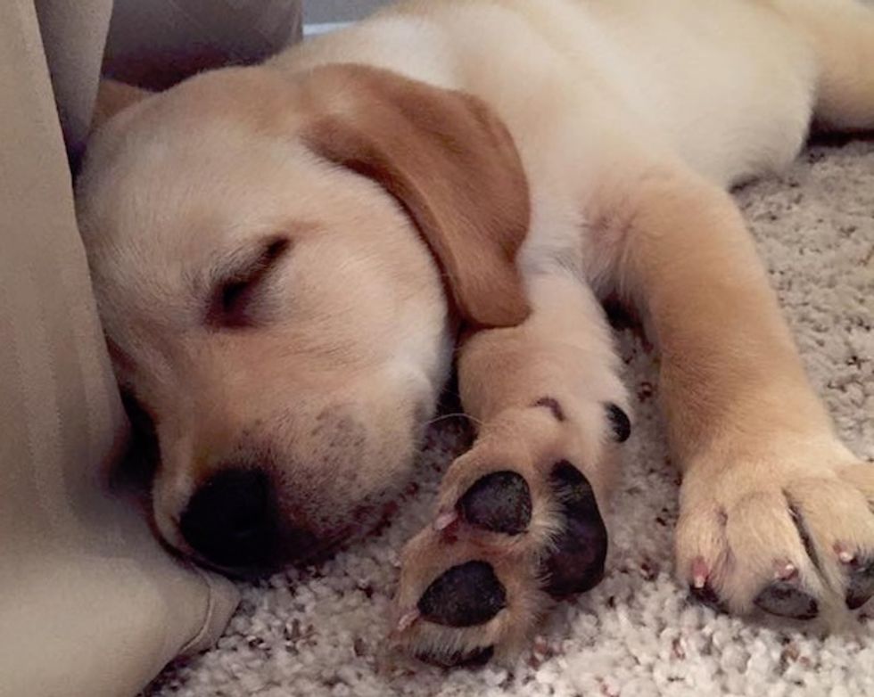 Blaze video: How do you get a puppy to stop biting?