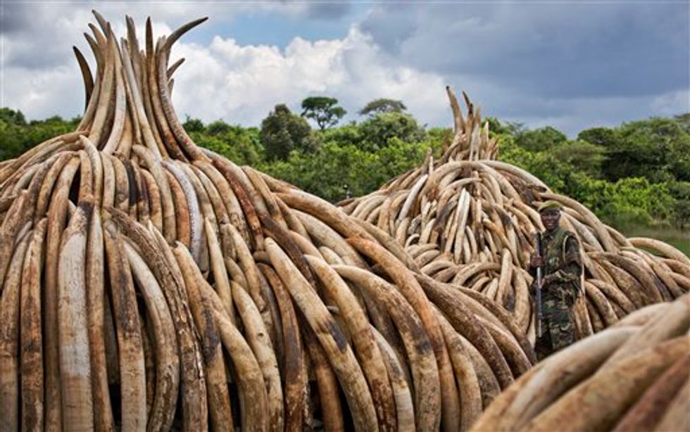 Kenya's President Sets Huge Pile of Ivory Tusks Ablaze to Protest Poaching 