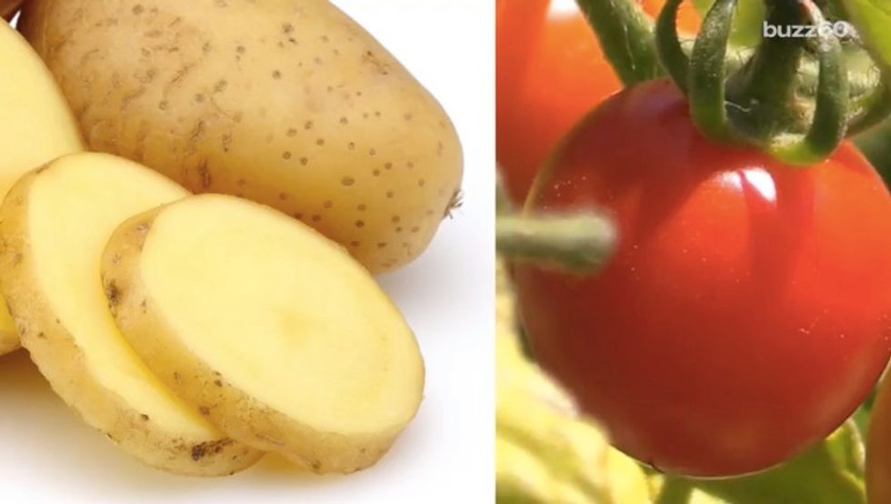 Scientists Worked Six Years to Create Plant That Grows 'Ketchup and Fries