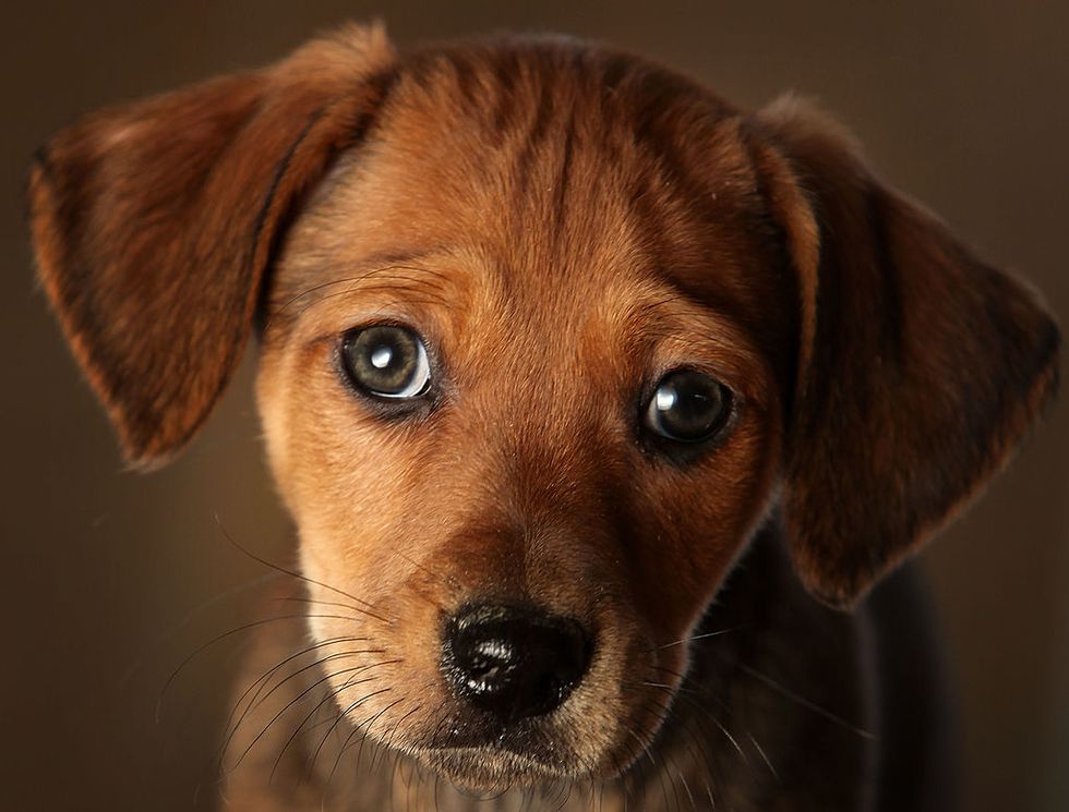 Programmed to Kill: The Growing Epidemic of Cops Shooting Dogs