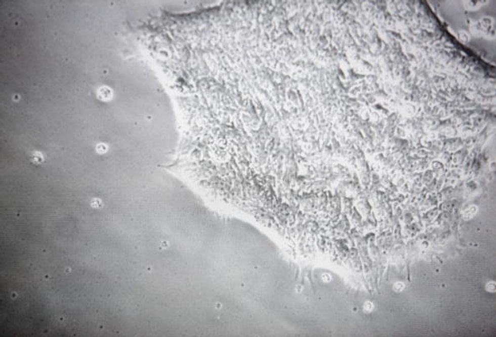 ‘Absolutely Unbelievable’: Scientists Reportedly Make Revolutionary Breakthrough on Embryos Grown in Lab