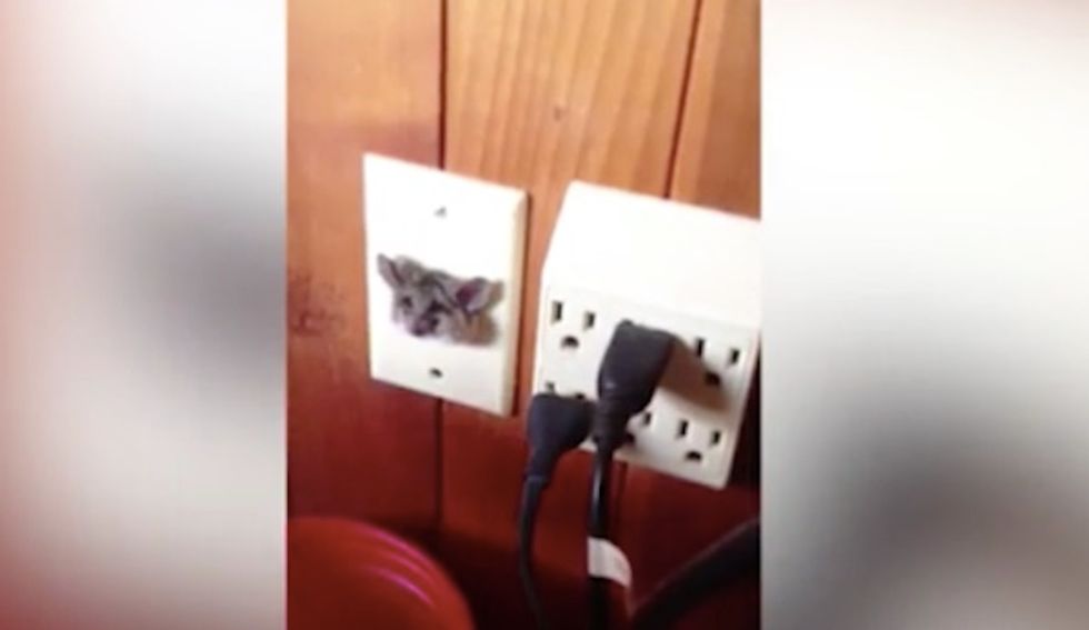 It's Your Own Fat Fault Now, Isn't It?': Homeowner Frees Rat Trapped Inside TV Socket Plate