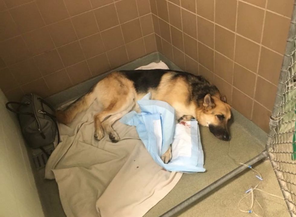 Family Dog Bitten While Saving 7-Year-Old Girl from Rattlesnake