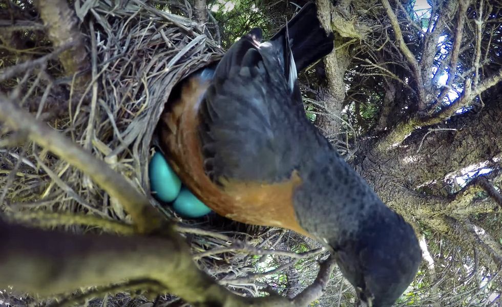 Viral Time-Lapse Video Shows Bird Perched Peacefully in Egg-Filled Nest — and Then Later, One Unwelcome Visitor