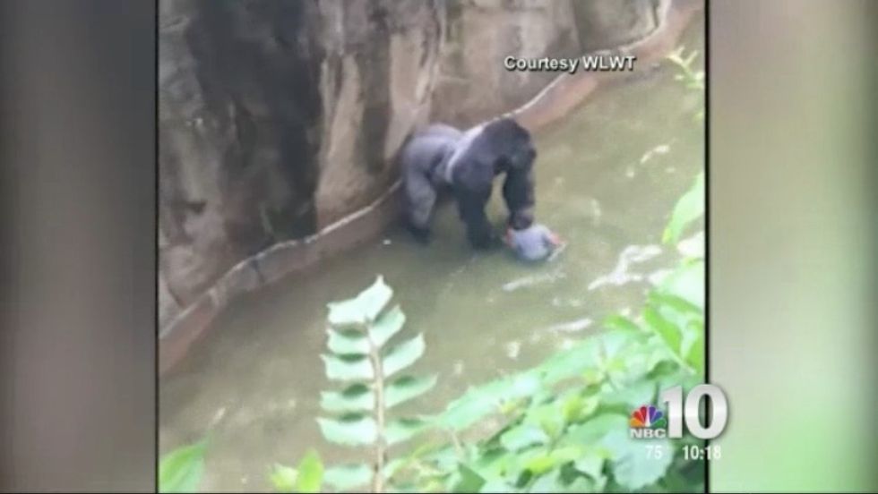 Video Emerges of Boy Falling into Closed-Off Gorilla Exhibit at Ohio Zoo, Team Shoots Gorilla