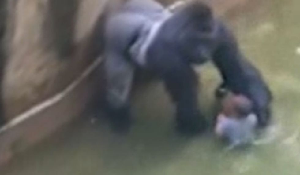 Cincinnati Police Department Investigating Parents Of Child Who Fell Into Gorilla Exhibit 