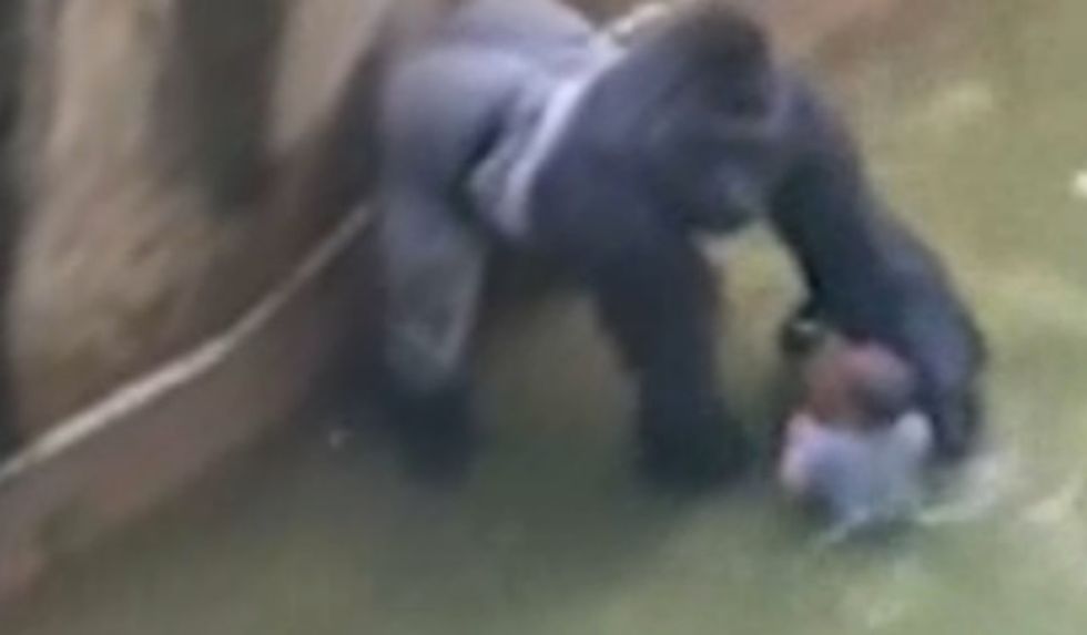 Cincinnati Police Department Investigating Parents Of Child Who Fell Into Gorilla Exhibit 