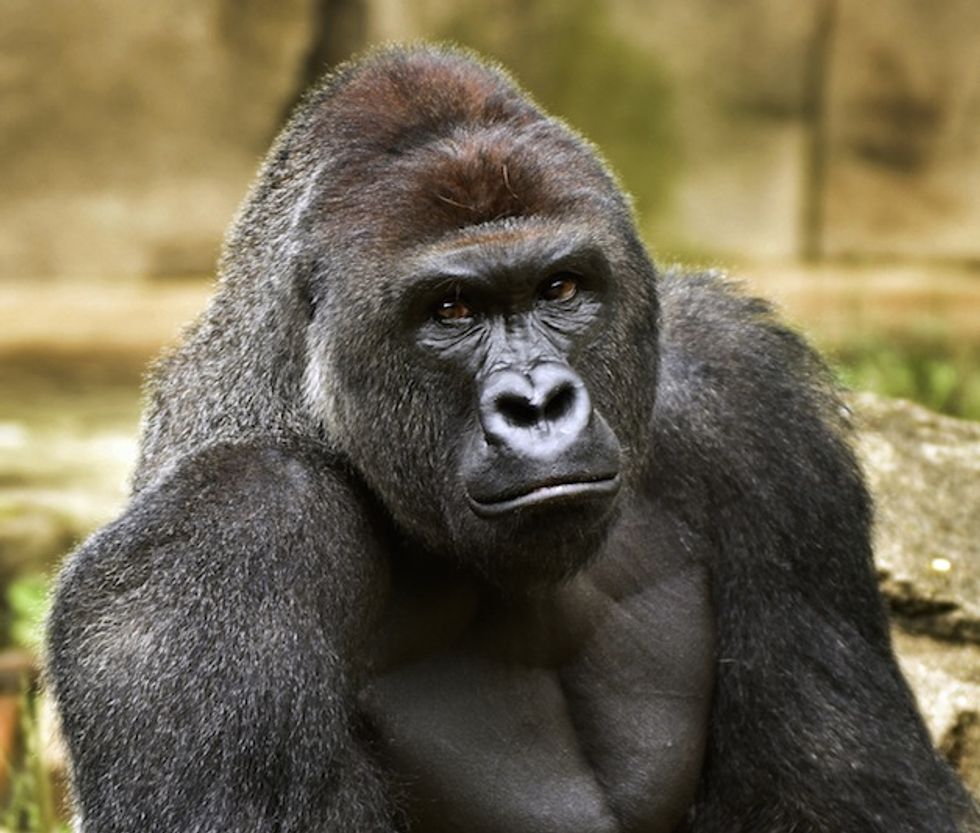 Megachurch Pastor Slams 'Hypocrisy!' Following Uproar Over Gorilla's Death: 'Americans Have Officially Lost Our Minds