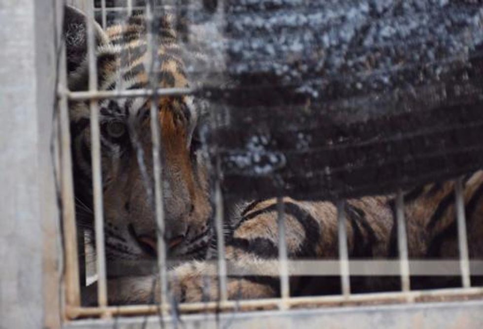 40 Dead Tiger Cubs Found in Freezer of Buddhist Temple Accused of Wildlife Trafficking 