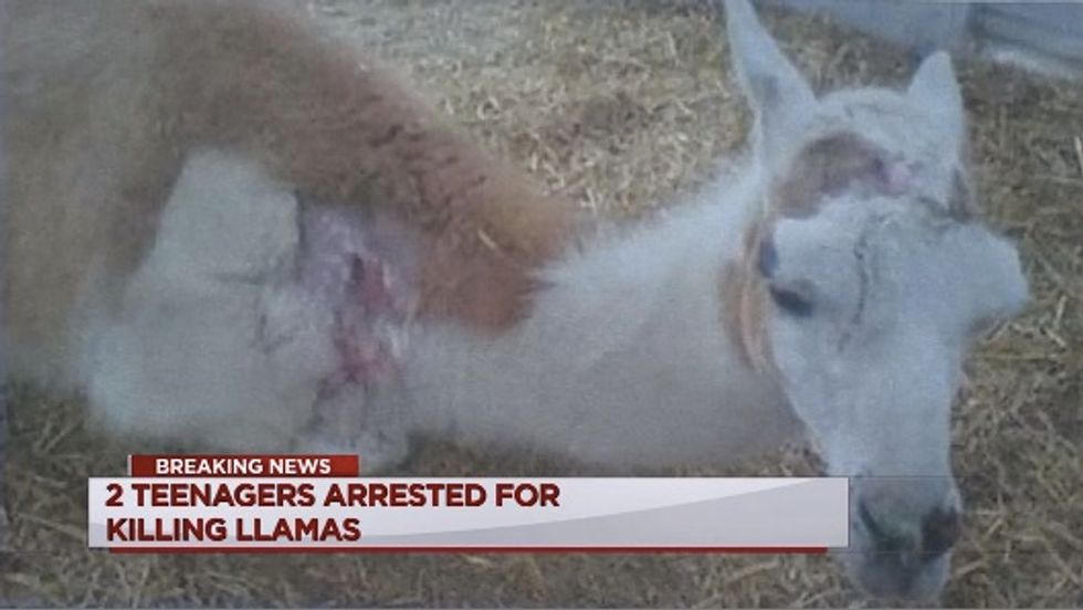 Police: Texas Teens Confess to Beheading, Shooting Llamas
