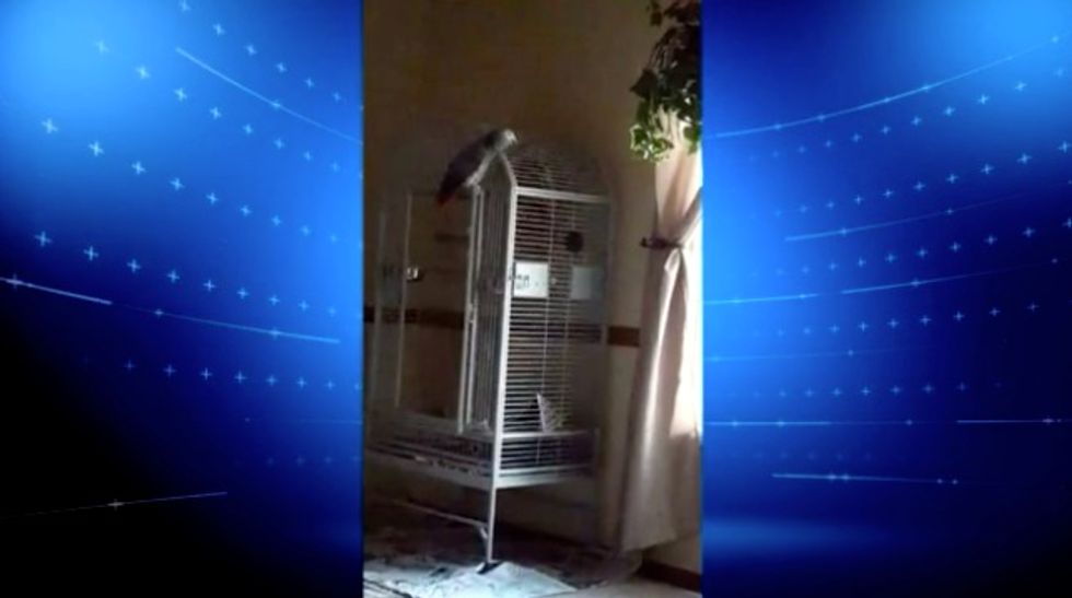 Foul-Mouthed Parrot Might Be Witness to a Murder, Victim’s Family Says 