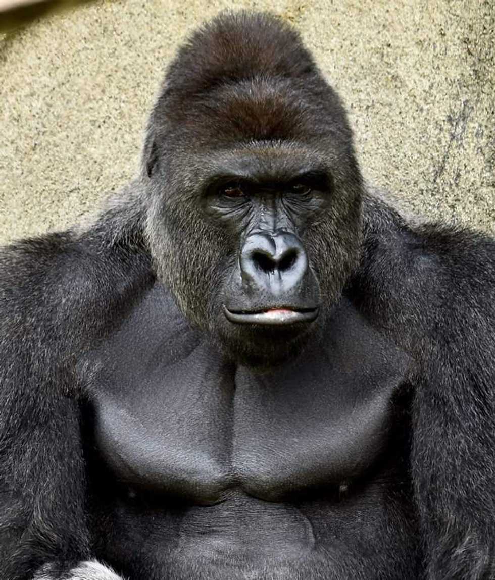 Prosecutor: No Charges Against Mom of Boy Who Got Into Gorilla Exhibit