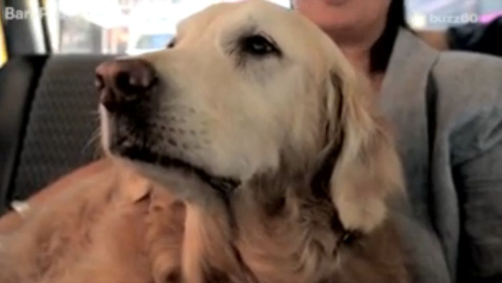 Last Known Living 9/11 Search Dog Dies in Texas at Age 16