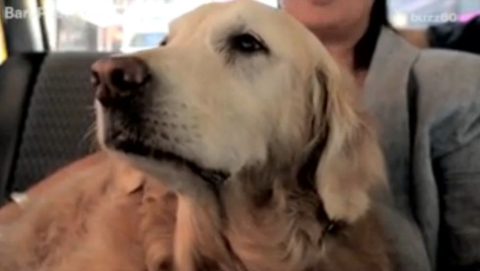 Last Known Living 9/11 Search Dog Dies in Texas at Age 16