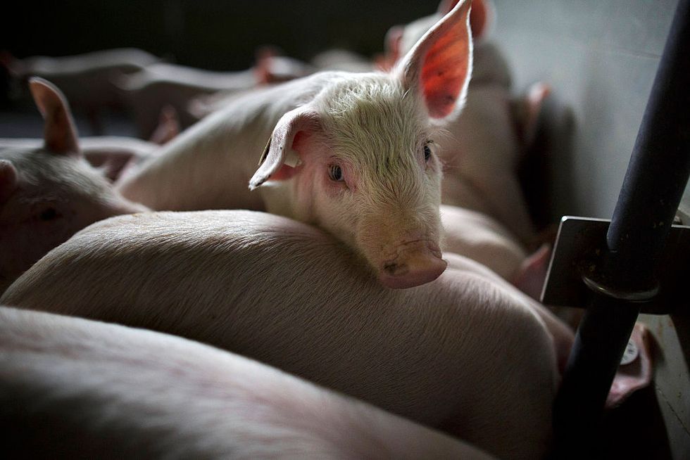 Scientists Create Part-Man, Part-Pig Embryos to Try to Grow Human Organs in Pigs