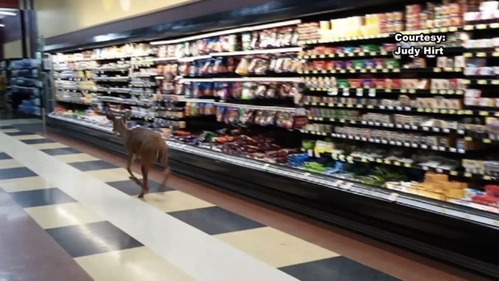 Deer Wanders Into Wisconsin Grocery Store, Hightails It for Liquor Section