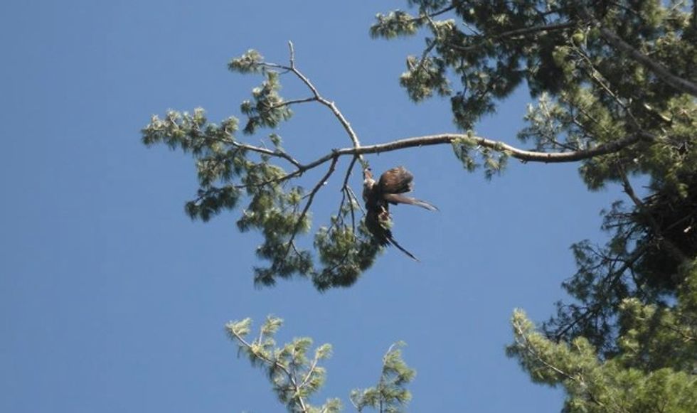 Army Veteran Uses Rifle to Rescue Eagle Named ‘Freedom’ From a Tree  