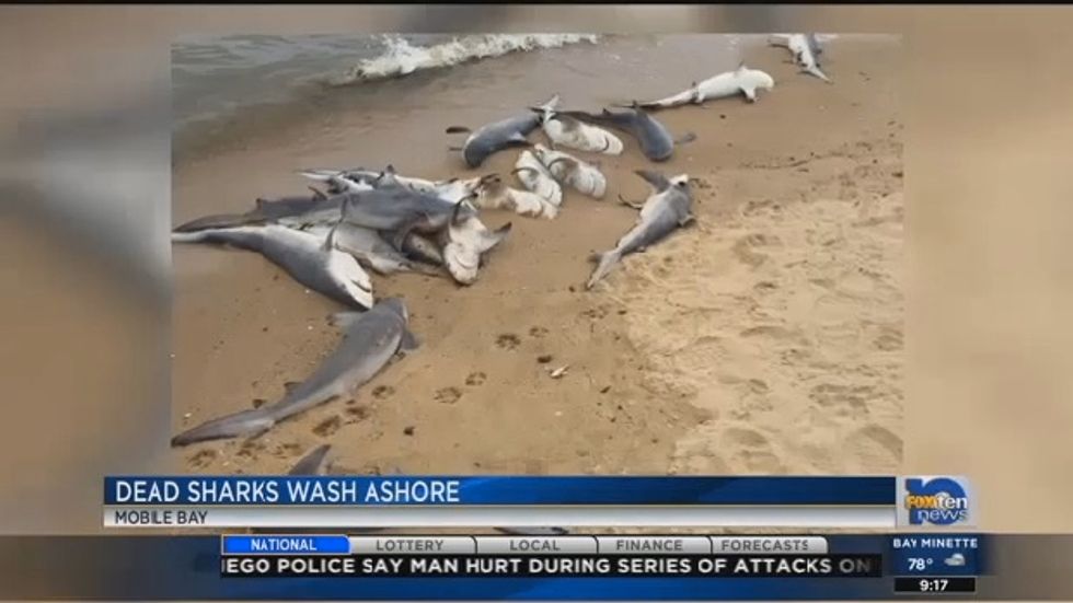 Dozens of Baby Sharks Mysteriously Wash Ashore in Alabama Bay 