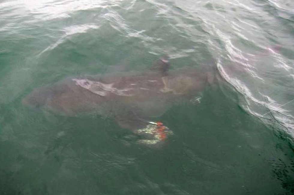 We're Going to Need a Bigger Boat': 6-Year-Old Hooks Great White Shark While Fishing at Cape Cod