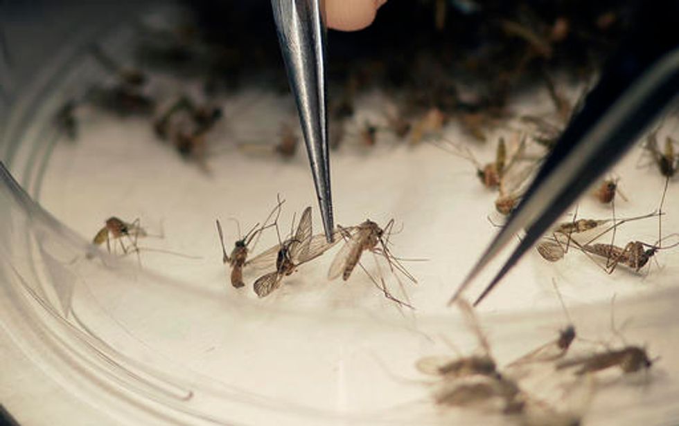 Infant Dies in First Zika-Related Death in Texas
